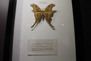 Hurculese Moth