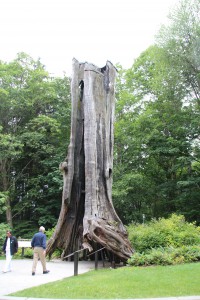 Hollow Tree